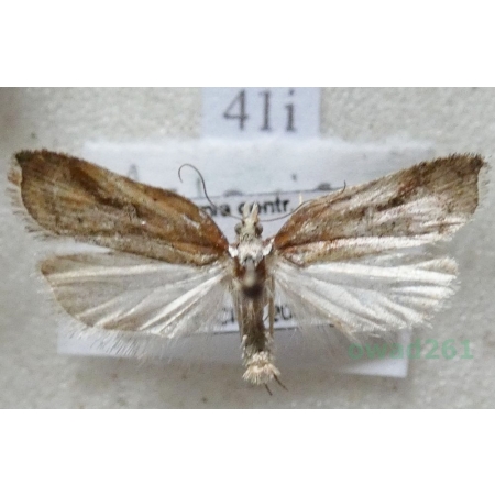 Acleris cristana (Denis & Schiffermüller, 1775) Czech41i